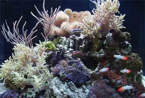 Оформление аквариума морские кораллы
